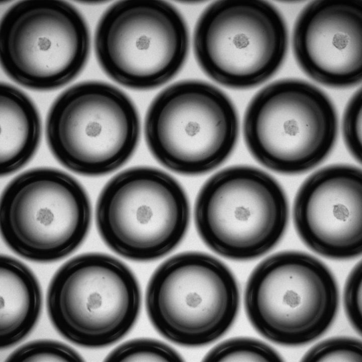 Spheroid Culture Advancements Microplates 3D Spheroid Culturing